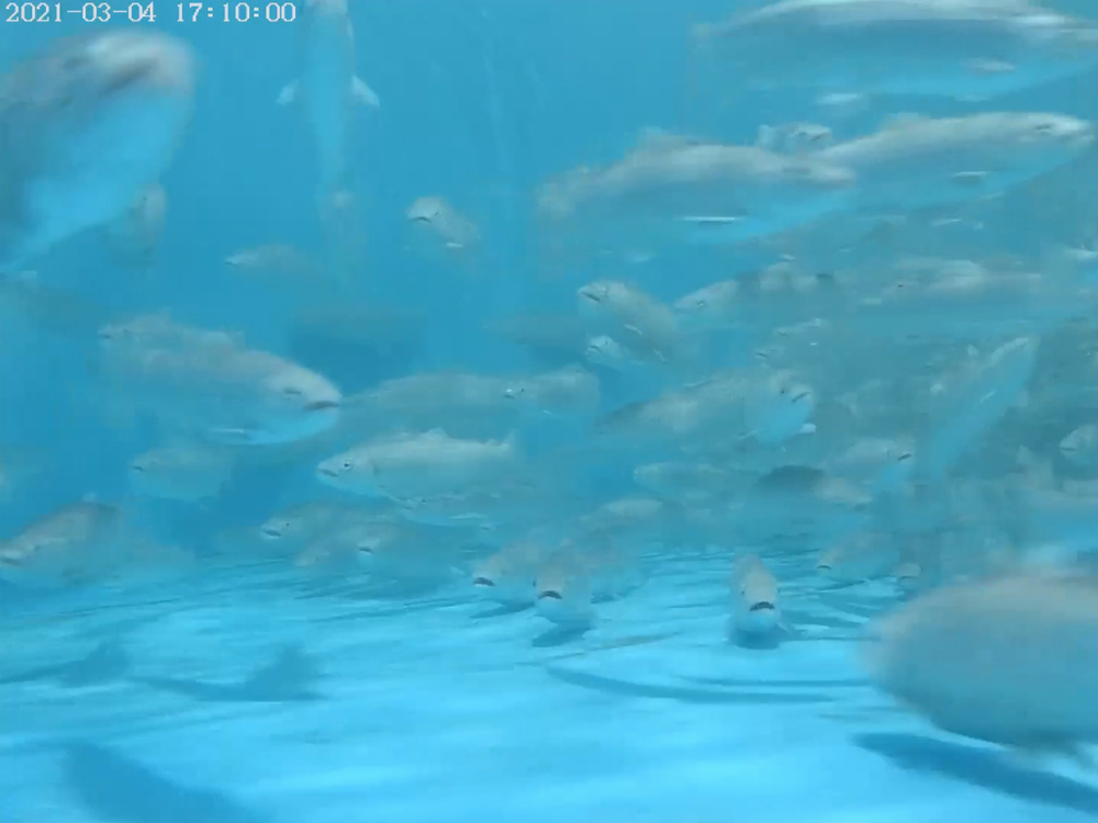 西藏亚东 - 亚东鲑鱼-淡水