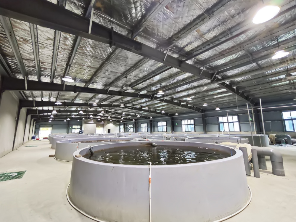 浙江南浔- 加州鲈鱼 - 淡水