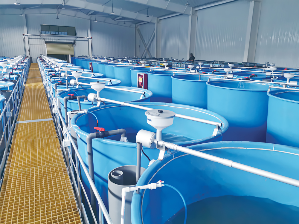 西藏亚东 - 亚东鲑鱼-淡水