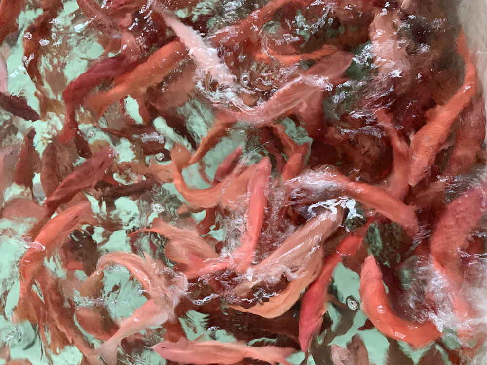 山东日照 - 石斑鱼类 - 海水