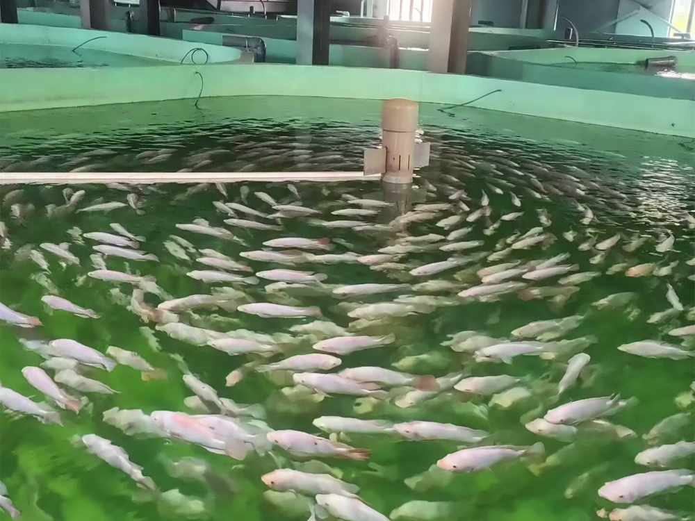 山东微山 - 加州鲈鱼 - 淡水