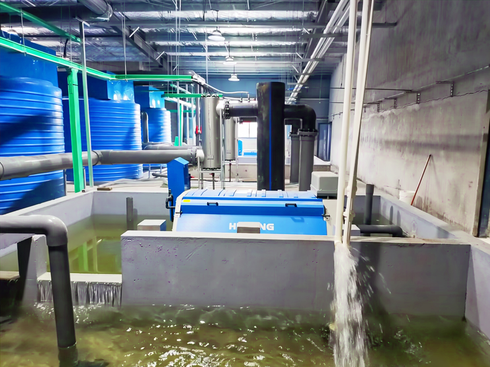 浙江南浔- 加州鲈鱼 - 淡水